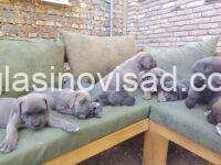 2 cane corso   TS0825