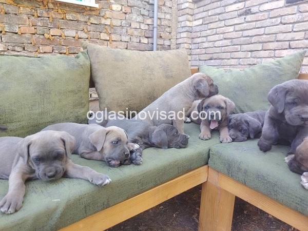 2 cane corso   TS0825