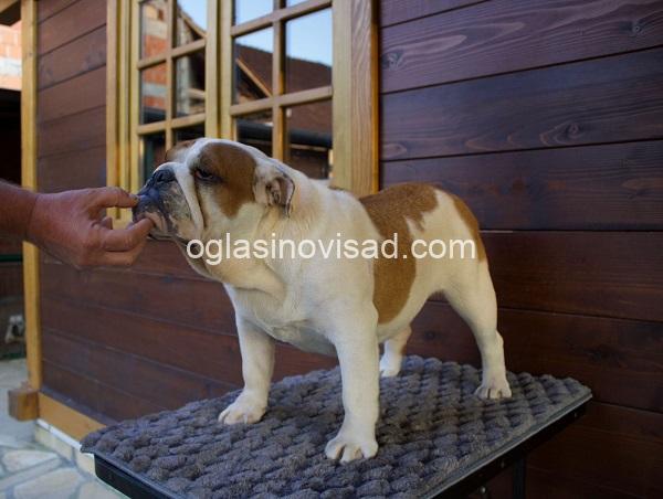 1  engleski buldog  AM0825