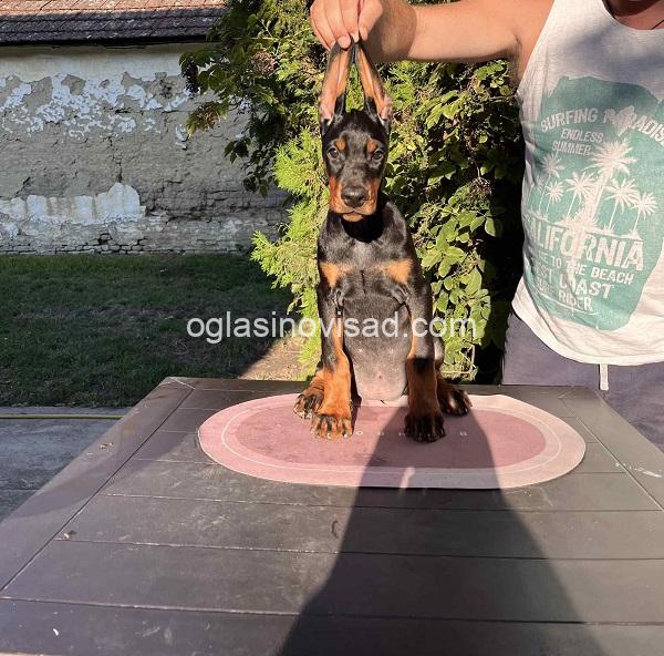 4  doberman  CL0825
