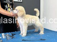 3  standard pudla  NR0825