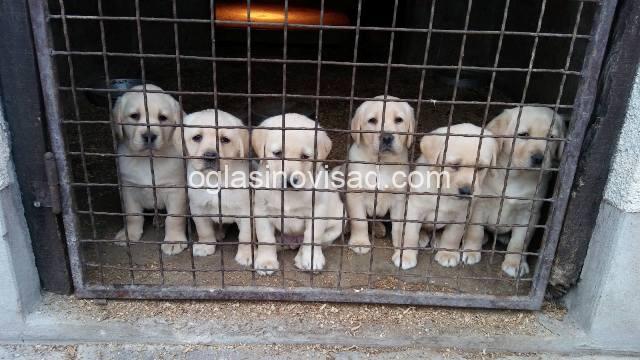 labrador retriver 01
