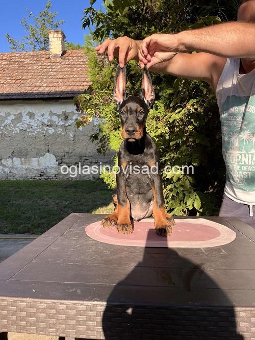 2  doberman  CL0825