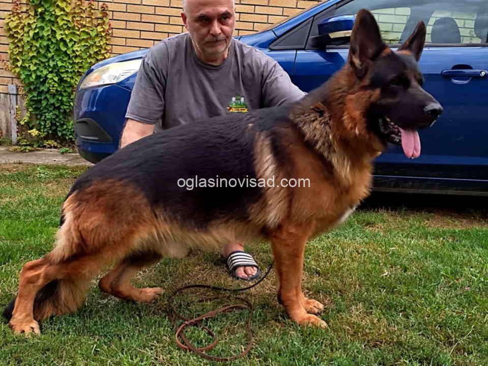 zeman1