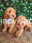 viber_image_2025-07-11_20-06-16-475-768x1024-1