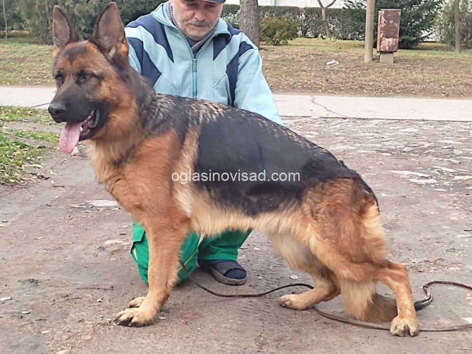 zeman2