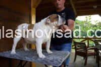 2 engleski buldog AM0825