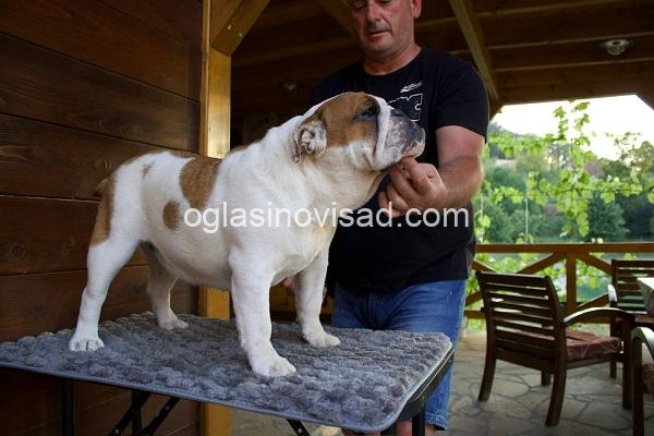 2  engleski buldog  AM0825