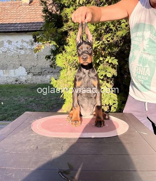 4  doberman  CL0825