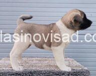 akita 05