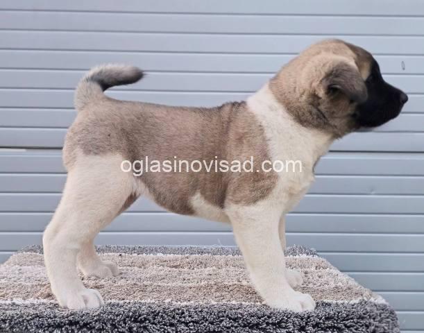 akita 05