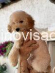 viber_image_2025-08-15_11-44-33-650-768x1024