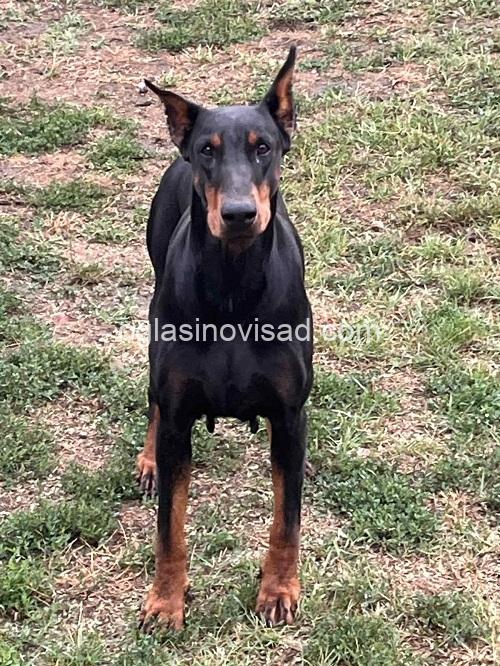 1  doberman  CL0825