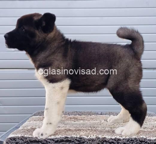 akita 02