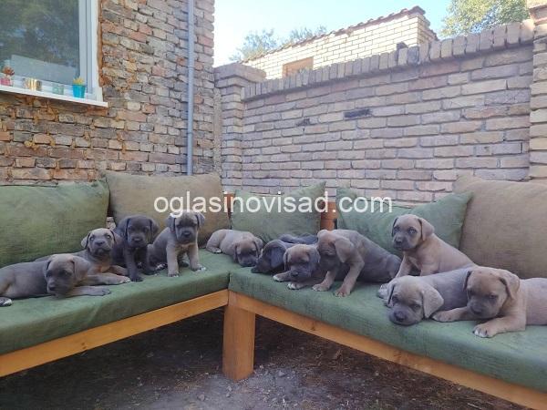 1 cane corso   TS0825