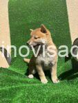 3 shiba inu DP0925