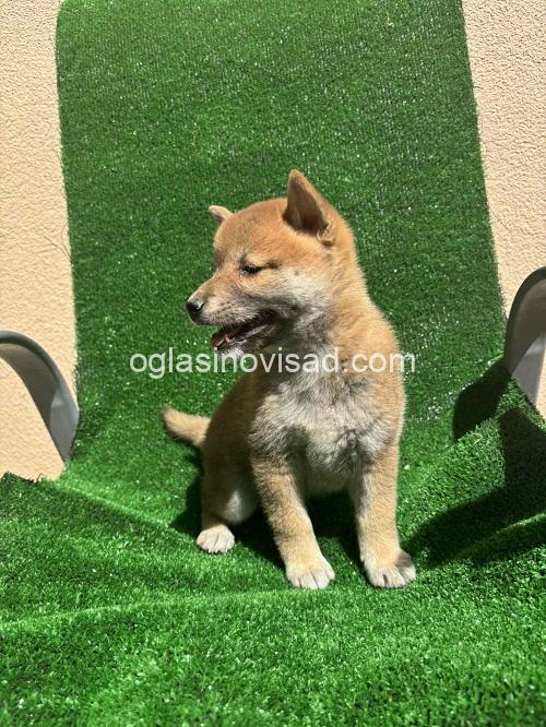 3  shiba inu  DP0925