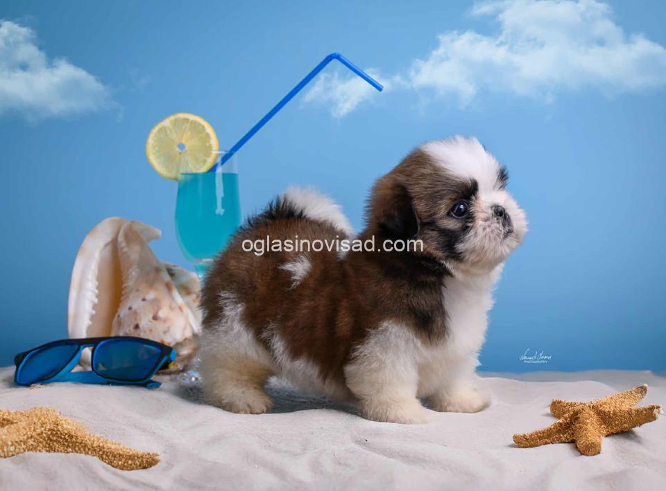 shih4