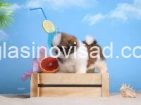 shih3