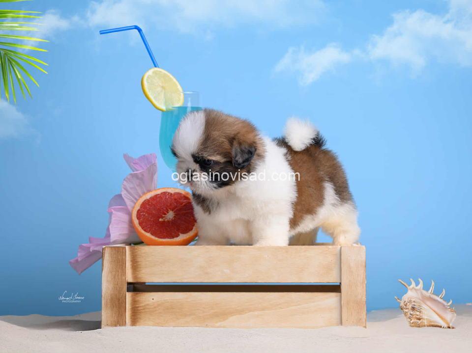 shih3