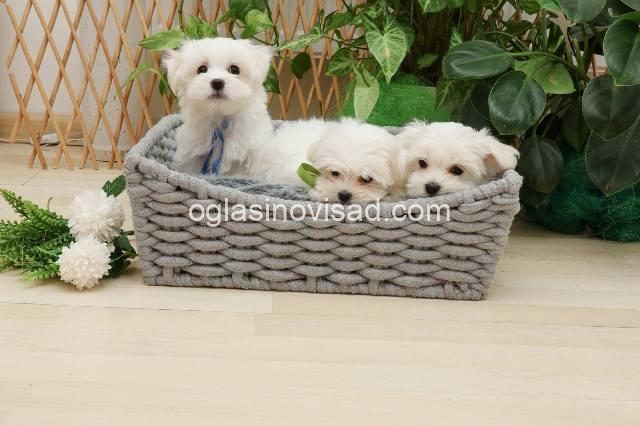maltezer 03