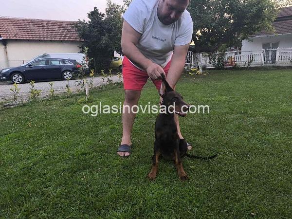 1  dobermani   N0925