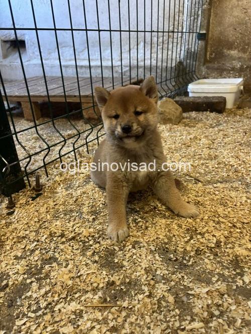 5  shiba inu  DP0925