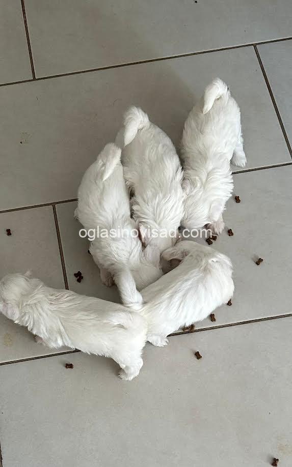 2  maltezer  LP0925