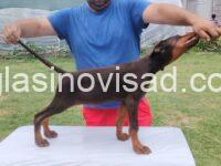 3  dobermani   N0925