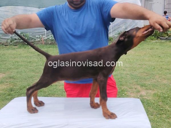 3  dobermani   N0925