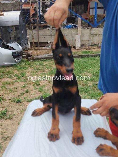 5  dobermani   N0925