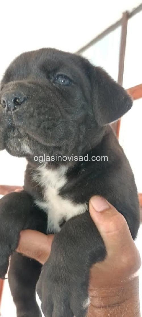 2  canecorsoJN0925