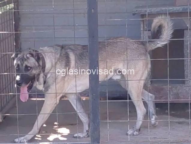 kangal 04