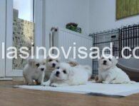 2 coton de tulear AP0925