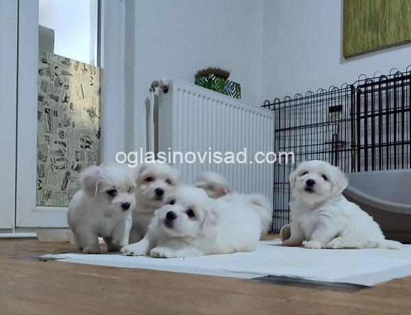 2 coton de tulear AP0925