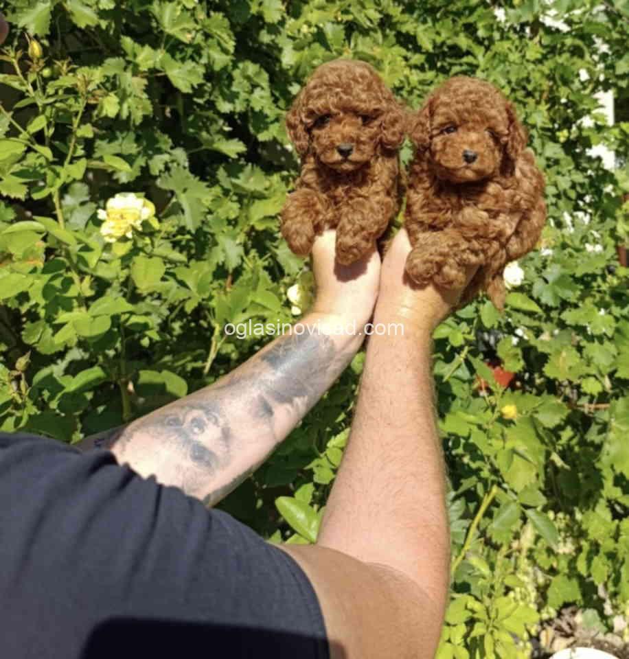pom4