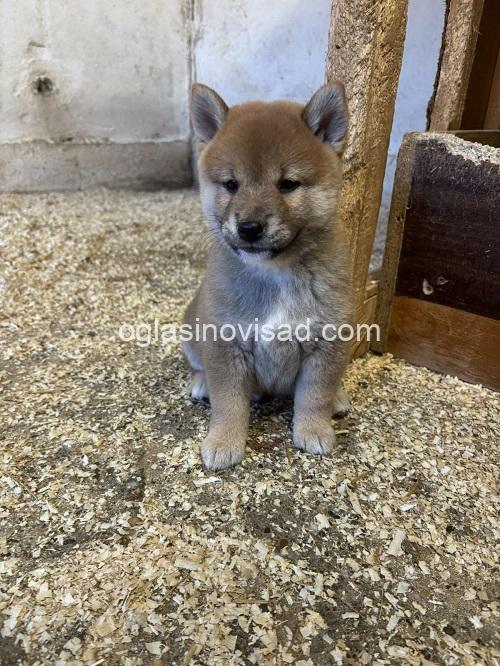 4  shiba inu  DP0925