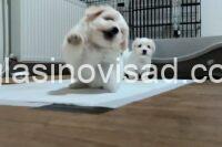 3 coton de tulear AP0925