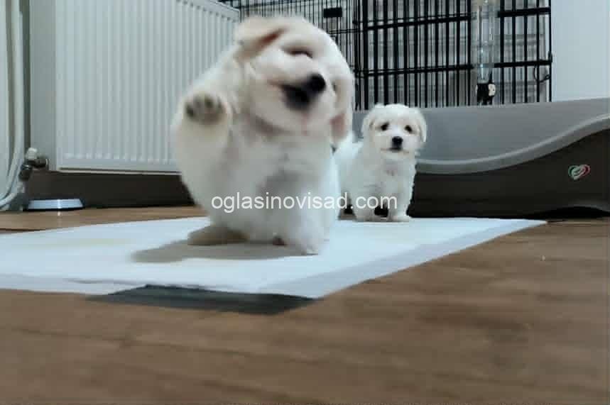 3 coton de tulear AP0925