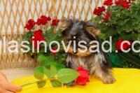 yorkie terijer 02