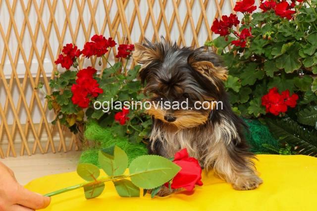 yorkie terijer 02