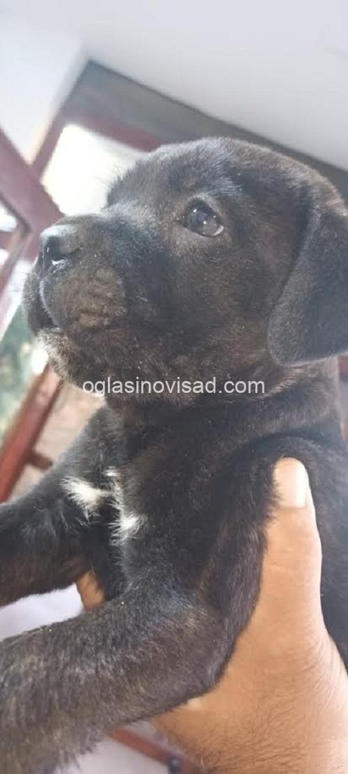 5  canecorsoJN0925