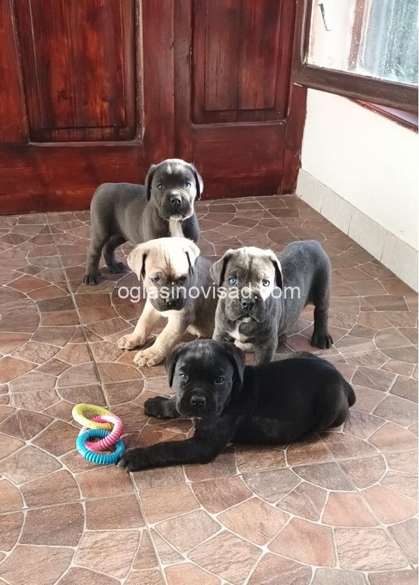 1  canecorsoJN0925