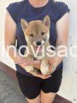 2  shiba inu  DP0925