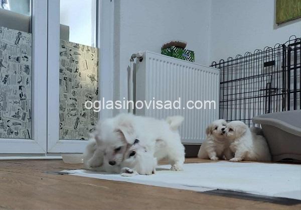 4 coton de tulear AP0925