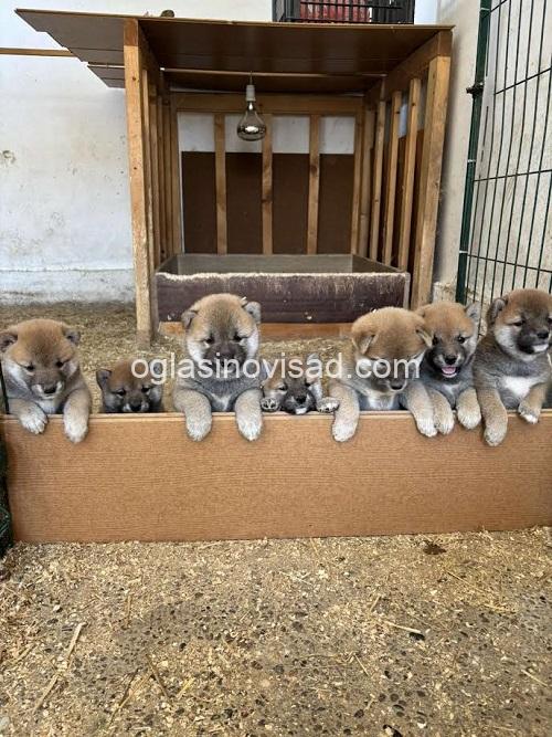 1  shiba inu  DP0925
