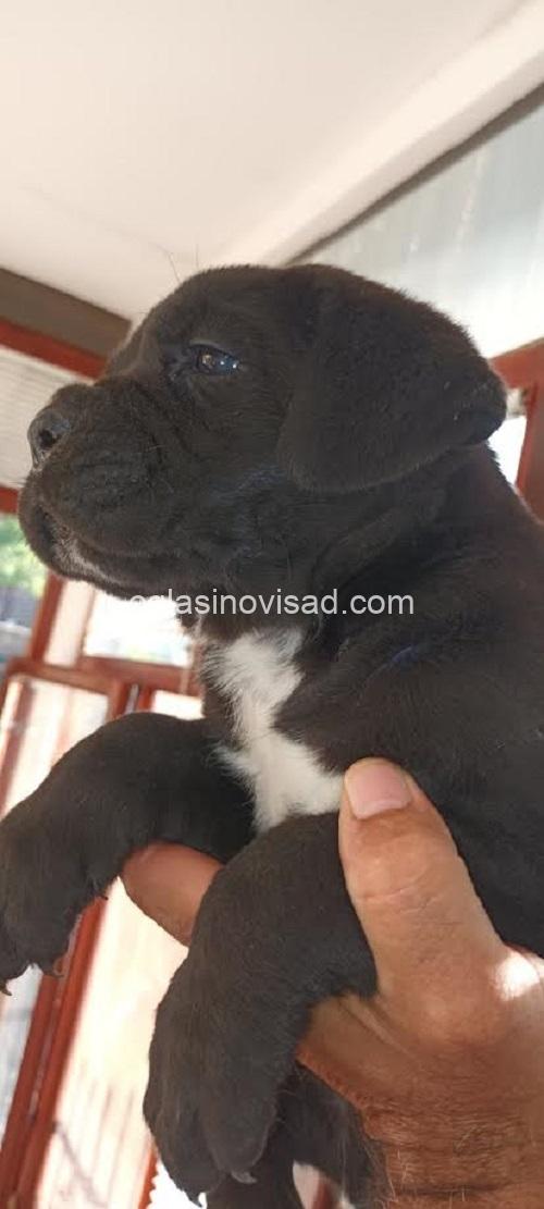 3  canecorsoJN0925