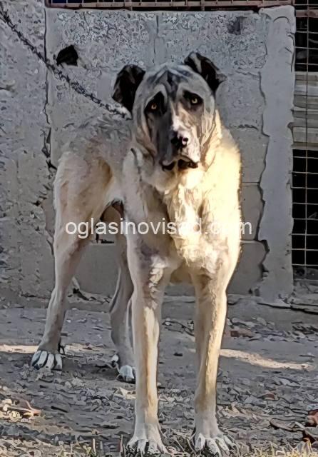 kangal 01