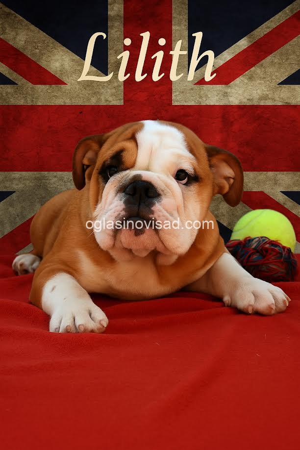 2  engleskibuldogLj0925