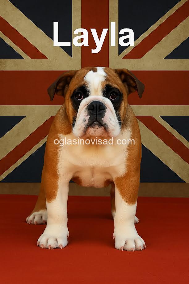 3  engleskibuldogLj0925